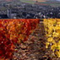 Coteaux d’Irancy
